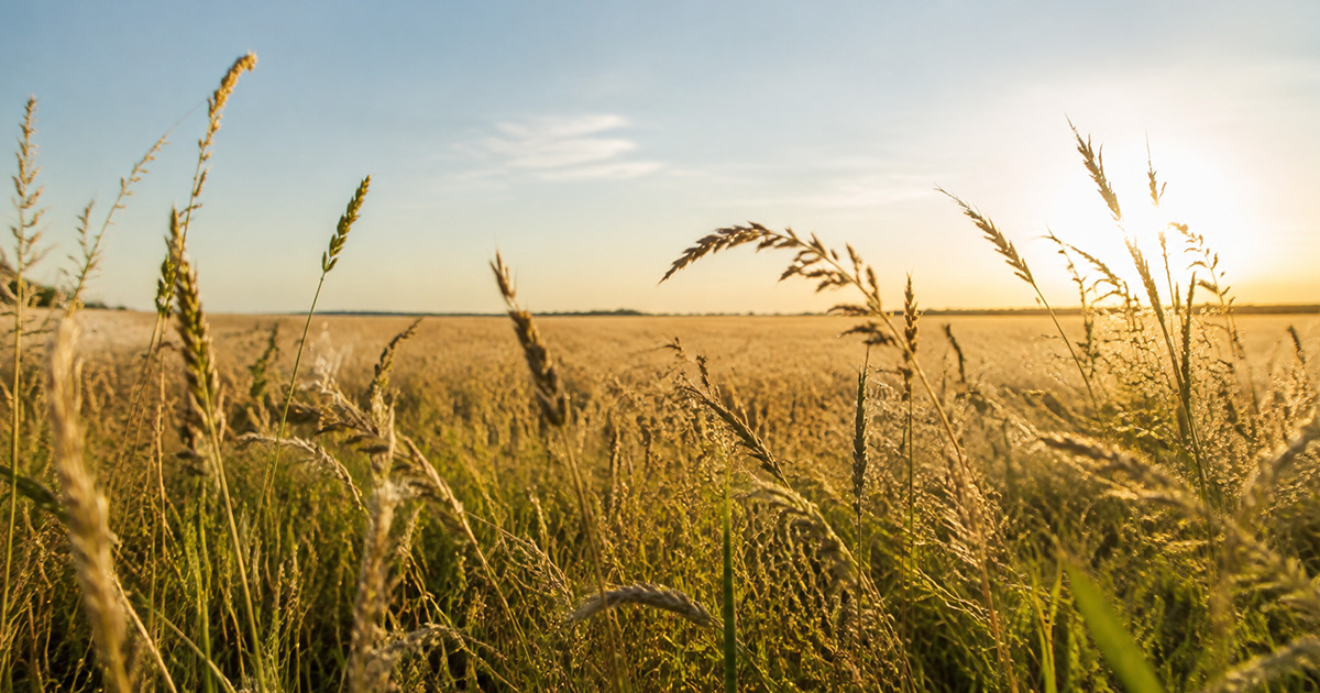 Golden hour light through a wheat field, warm and growth-coded