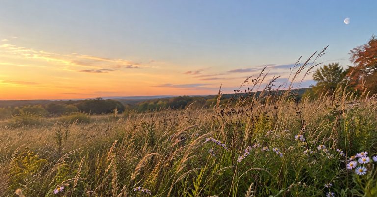 A harvest moon rising over a field at the end of summer