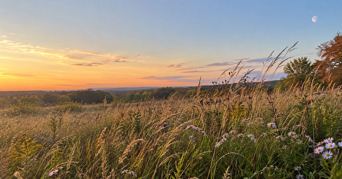 A harvest moon rising over a field at the end of summer